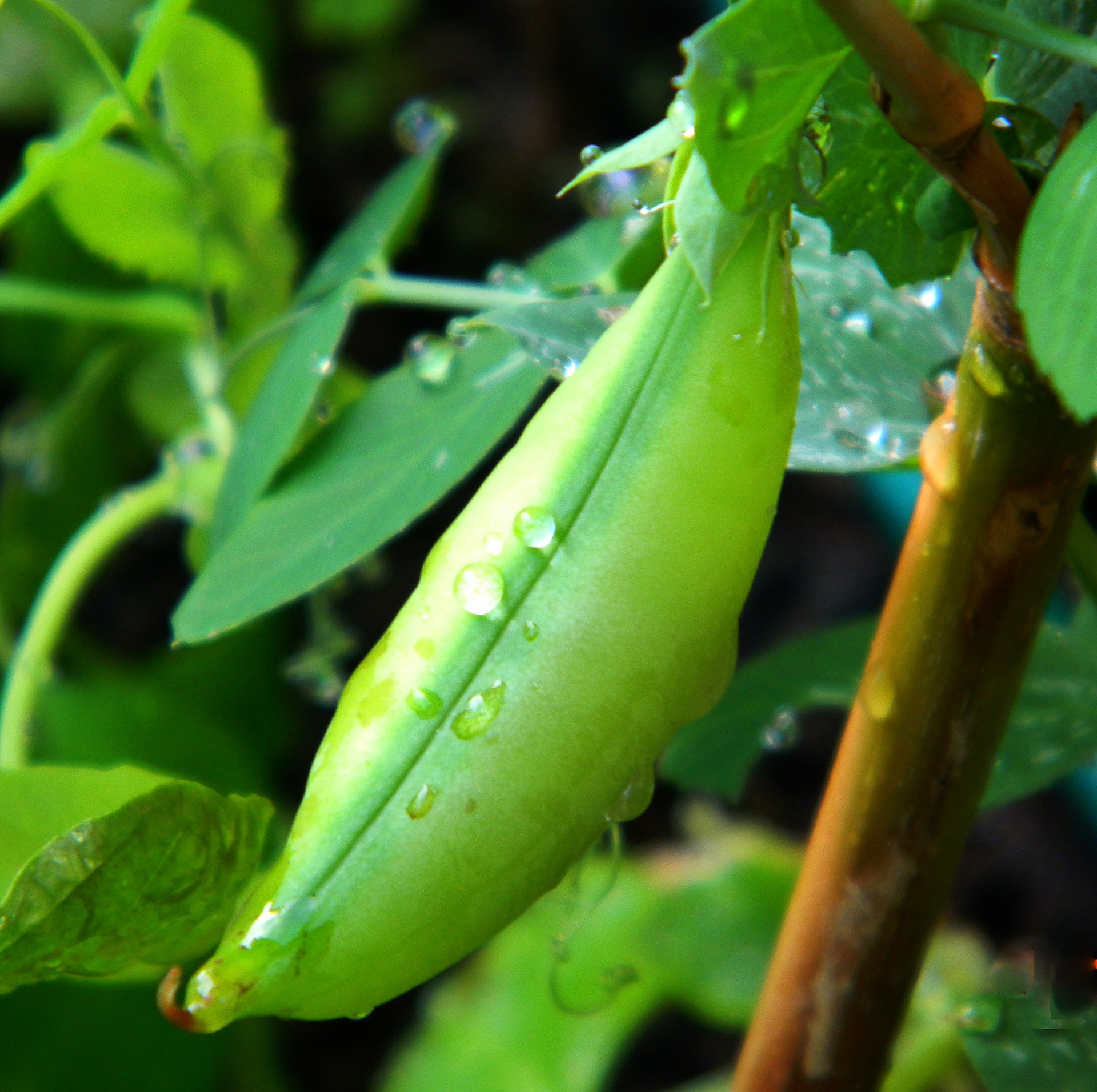 Quinoa with Snow Peas and Orange - Arise & Shine