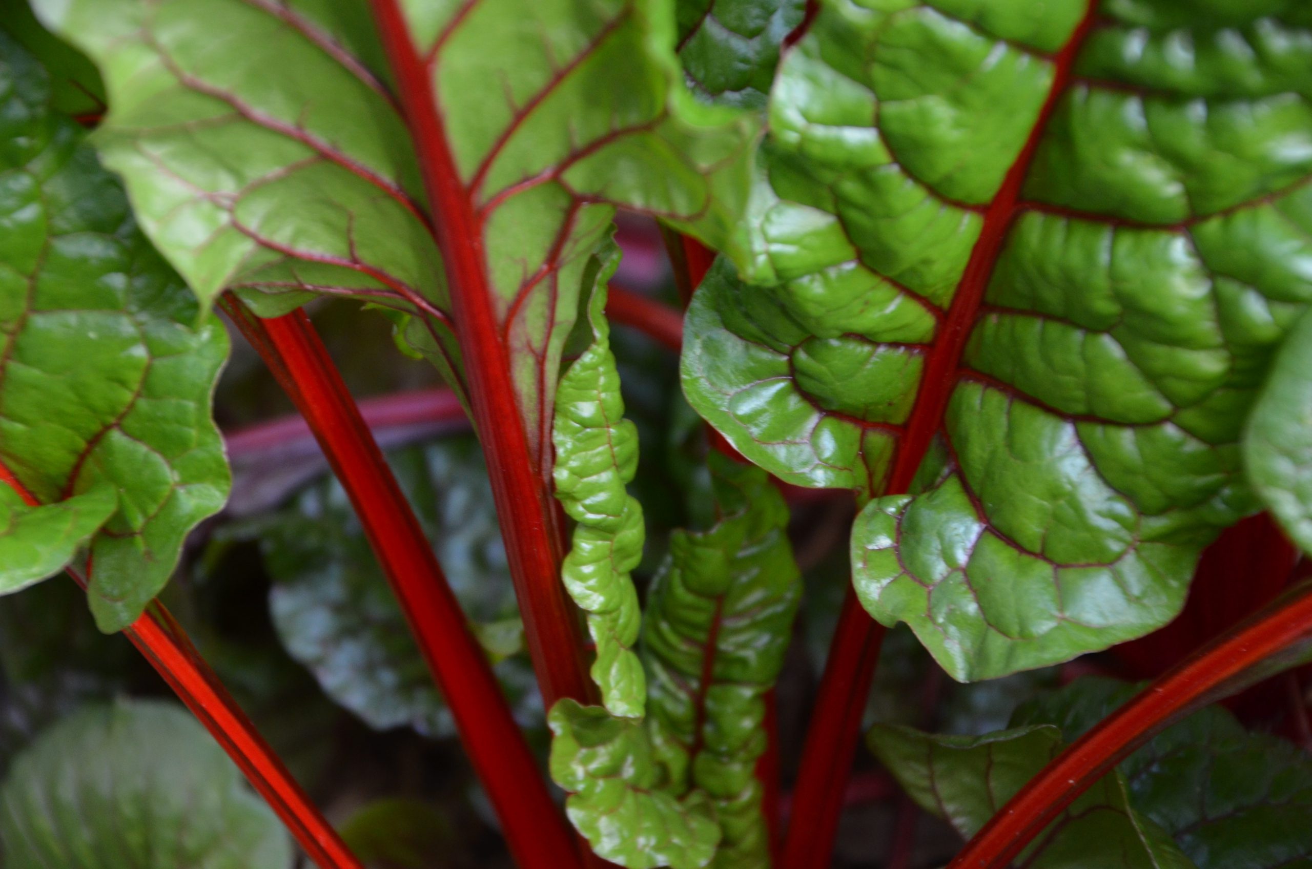 Chard~Cinnamon Apple Style - Arise &amp; Shine